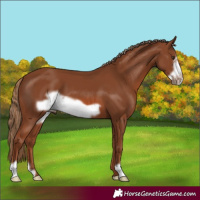 Horse Color:Chestnut Frame