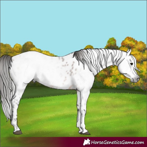 Horse Color:Gray Bay Sabino Near Leopard