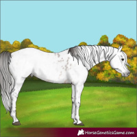 Horse Color:Gray Bay Sabino Near Leopard