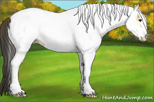 Horse Color:White Spotted Buckskin 