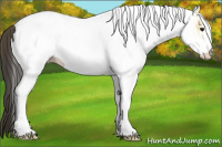 Horse Color:White Spotted Buckskin