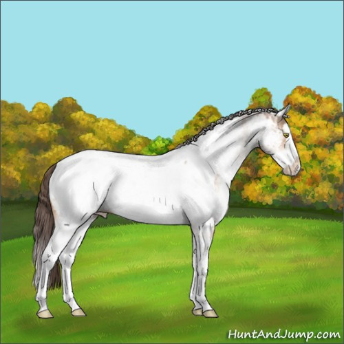 Horse Color:White Spotted Amber Champagne Splash Near Fewspot