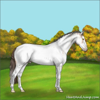 Horse Color:White Spotted Amber Champagne Splash Appaloosa 