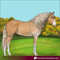 Horse Color:Palomino 