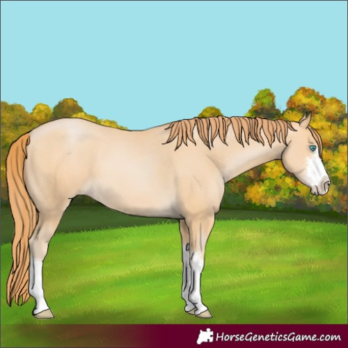 Horse Color:White Spotted Buckskin Pearl
