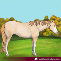 Horse Color:White Spotted Buckskin Pearl 