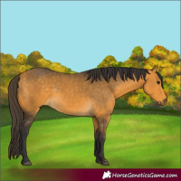 Horse Color:Buckskin 