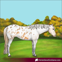 Horse Color:Buckskin Blanket 