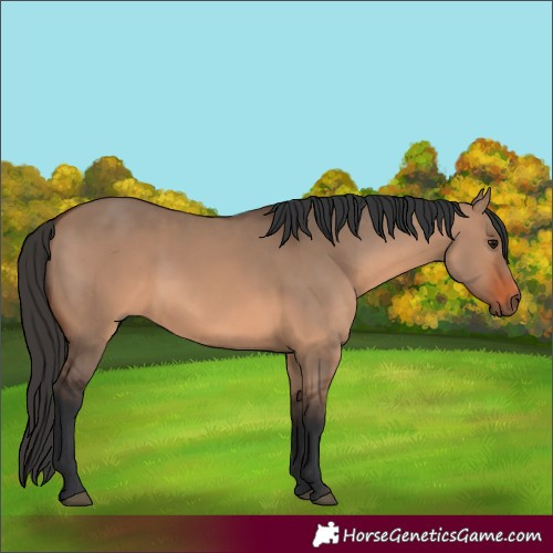 Horse Color:Brown Dun 