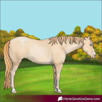 Horse Color:Smoky Black Pearl