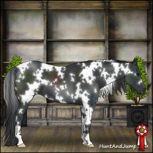 Horse Color:White Spotted Black 