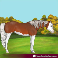 Horse Color:Unknown 
