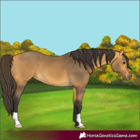 Horse Color:Buckskin 