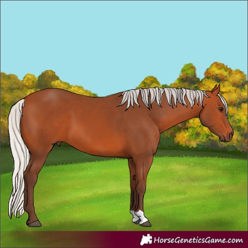 Horse Color:Unknown 