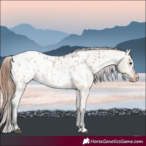 Horse Color:Bay Dun Appaloosa 