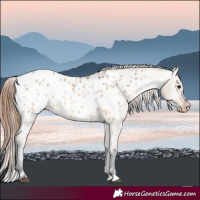 Horse Color:Bay Dun Appaloosa