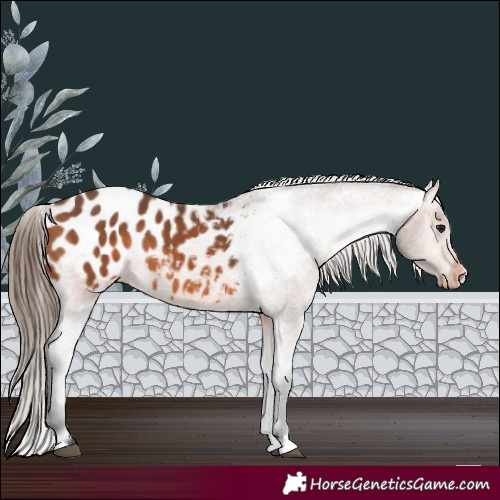Horse Color:Bay Appaloosa 