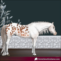 Horse Color:Bay Appaloosa 
