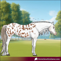 Horse Color:Bay Appaloosa 