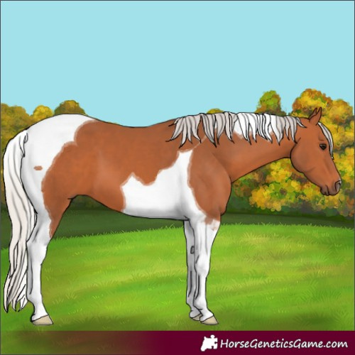 Horse Color:Silver Bay Tobiano