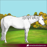 Horse Color:Gray Black Sabino Frame 