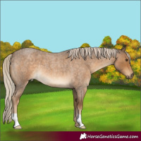 Horse Color:Chocolate Palomino Roan 