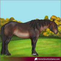Horse Color:Brown 