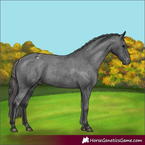 Horse Color:Black Appaloosa Rabicano