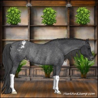 Horse Color:Black Appaloosa Rabicano 