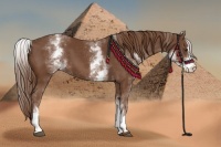 Horse Color:White Spotted Chestnut Sabino