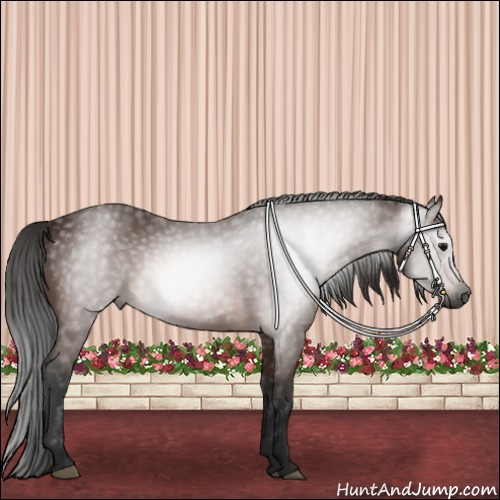 Horse Color:Gray Bay