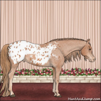 Horse Color:Chestnut Appaloosa 
