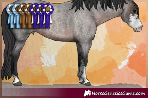 Horse Color:Brown Roan Sabino Rabicano