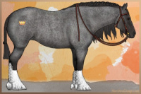 Horse Color:Smoky Blue Roan 