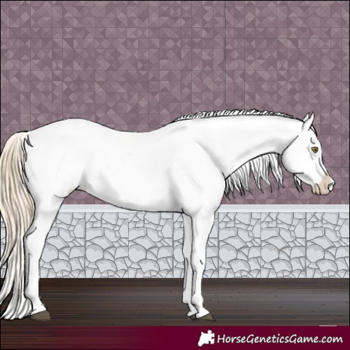 Horse Color:Chocolate Palomino Dun Appaloosa 