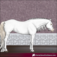 Horse Color:Chocolate Palomino Dun Appaloosa 