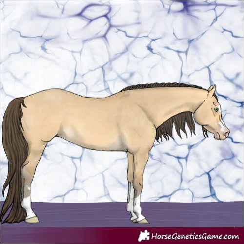 Horse Color:Amber Cream Champagne Dun 