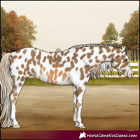 Horse Color:Chocolate Palomino Appaloosa 