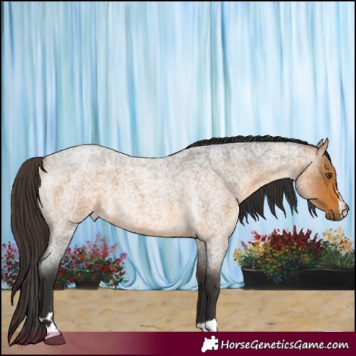 Horse Color:Buckskin Roan 