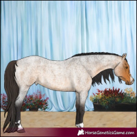 Horse Color:Buckskin Roan 