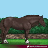 Horse Color:Liver Chestnut  and Liver Chestnut 