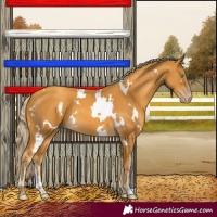 Horse Color:White Spotted Gold Cream Champagne 