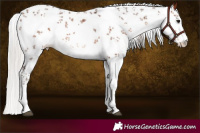 Horse Color:Silver Brown Sabino 