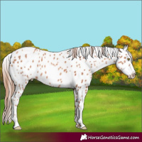 Horse Color:Gold Champagne Appaloosa