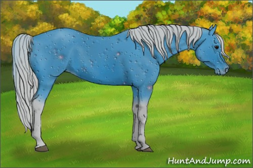 Horse Color:ERROR: UNKNOWN ANOMALY