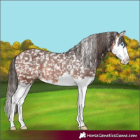 Horse Color:Bay Sabino Splash Snowflake Varnish Rabicano 