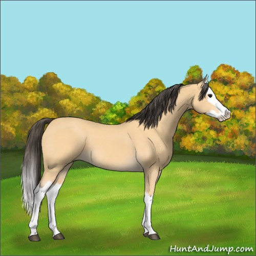 Horse Color:Buckskin Splash 