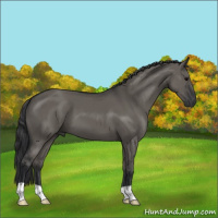 Horse Color:Grullo 