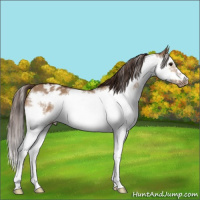 Horse Color:Bay Dun Splash Frame Appaloosa 
