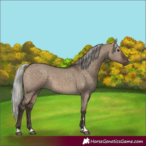 Horse Color:Silver Brown Dun 